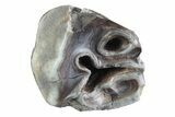 Fossil Woolly Rhino (Coelodonta) Tooth - Siberia #370925-2